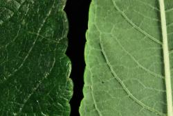 Salix udensis. Leaf surfaces and leaf margins.
 Image: D. Glenny © Landcare Research 2020 CC BY 4.0